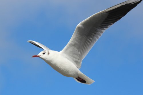 bird on the wing