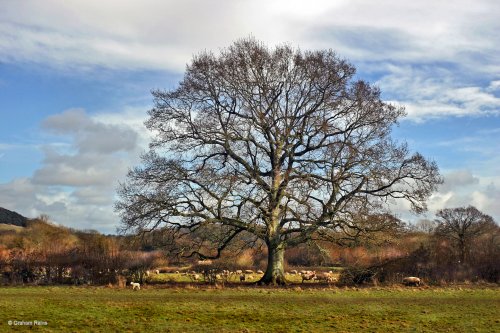 Stour Valley Winter, North Dorset Trailway.