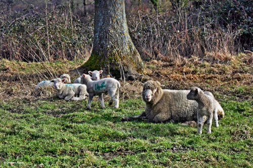 Stour Valley Winter, North Dorset Trailway.