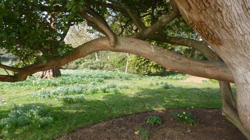 The daffs are coming at Nymans, 18th March 2015