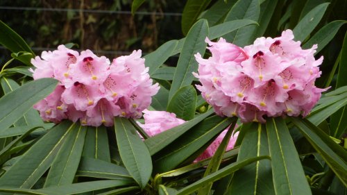 Springtime blooms at Nymans, 2nd April 2015