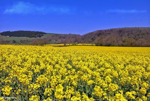 Stour valley Spring, North Dorset.