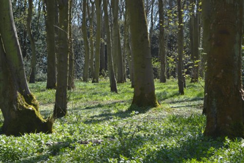 Cawston Woods