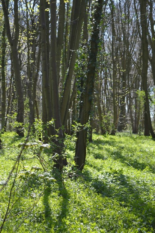 Cawston Woods