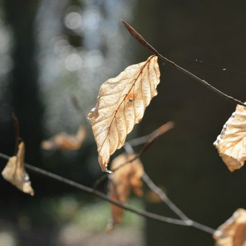 Leaves, Cawston Woods