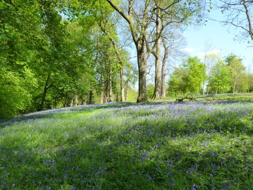 Bluebells, Virginia Water