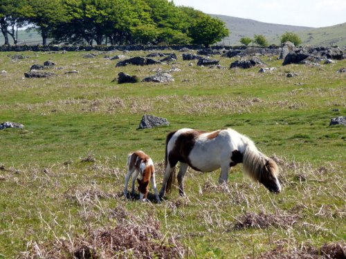 Dartmoor