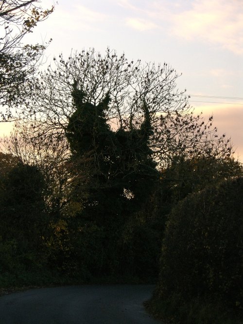 Ash tree after dropping it's leaves for the winter season