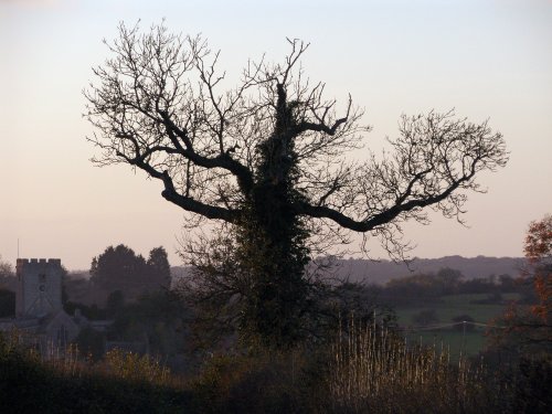 Bare Oak Tree