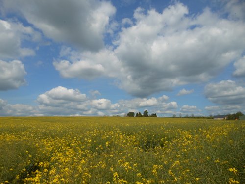 Fields around Wollaston, Northamptonshire