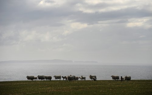 Sheep - Northmavine, Shetland Islands