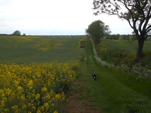 Fields around Wollaston, Northamptonshire