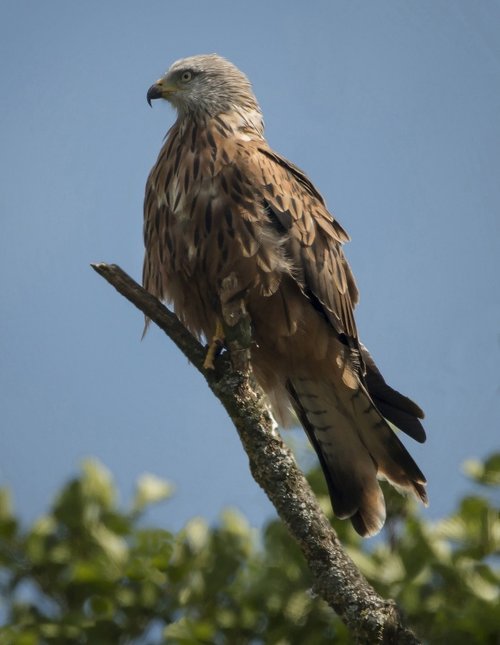 Handsome Hawk , Rhayader.