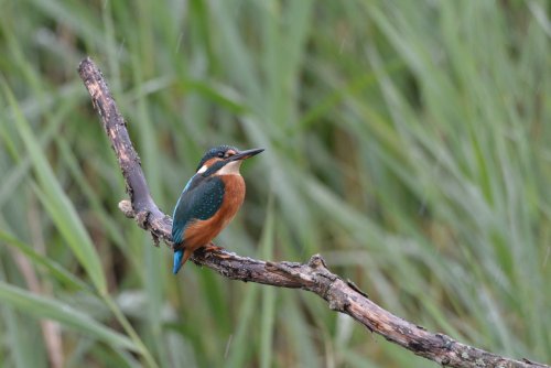 Kingfisher at Sculthorpe Moor