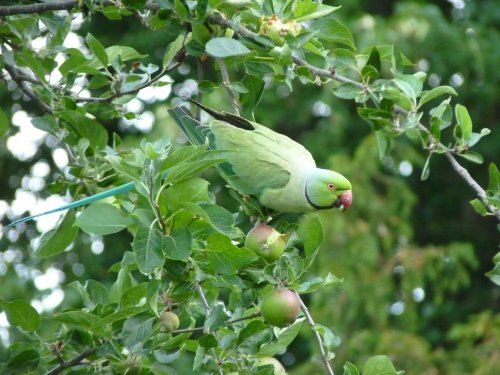 Parakeet, Warfield