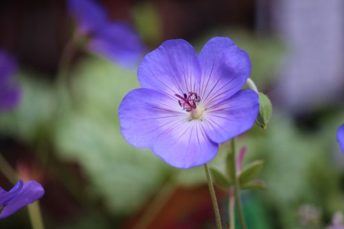 Flowers of the garden