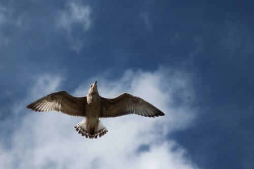 Gull on the wing