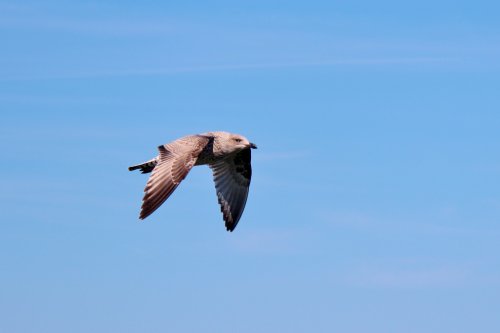 Bird on the wing