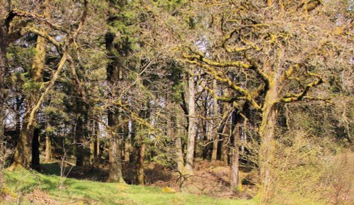 Ancient picturesque forest in Aberfoyle