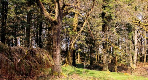 Fairytale forest in Aberfoyle