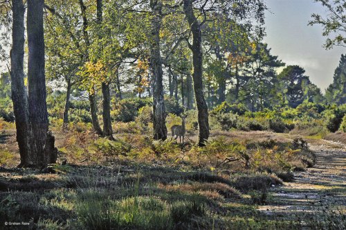 Arne RSPB Reserve, Dorset.