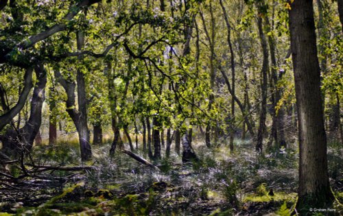 Arne Nature Reserve, Dorset.