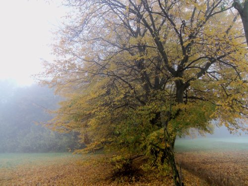 Horsenden Hill