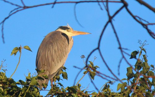 High Heron