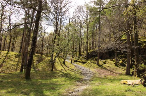 Forest covert with moss at Borrowdale