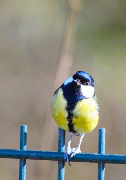 Great tit