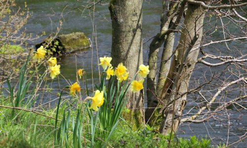 Daffodils along river Wye at Monsal Head trail