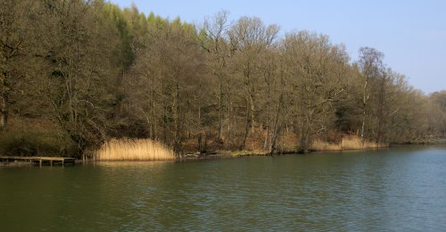Cannop Ponds, near Coleford, Gloucestershire