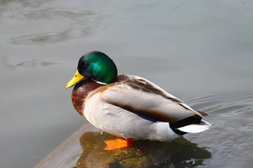 Mallard duck