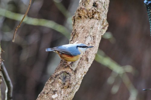 Nuthatch