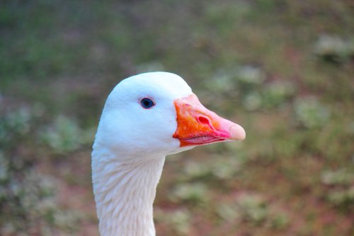 Goose