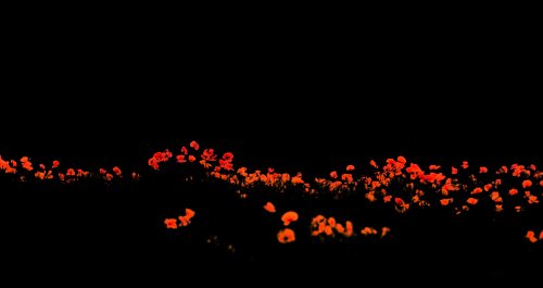 Just Poppies at Cottisford, Oxfordshire