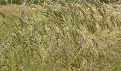 Grass, Somerton, Oxfordshire