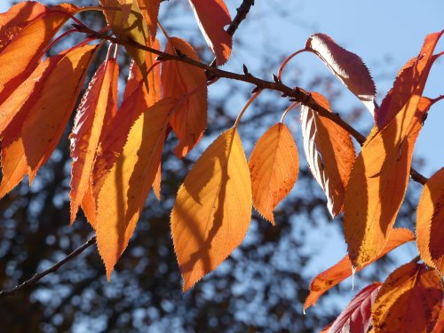 Greenwich Park in Autumn