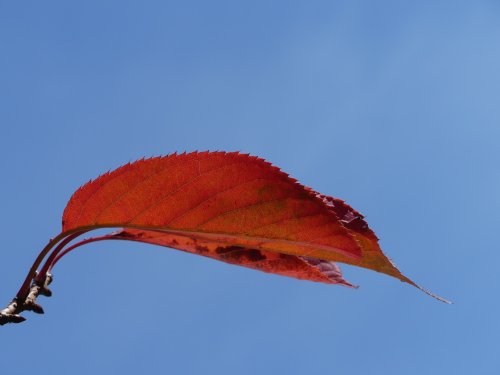 Greenwich Park in Autumn