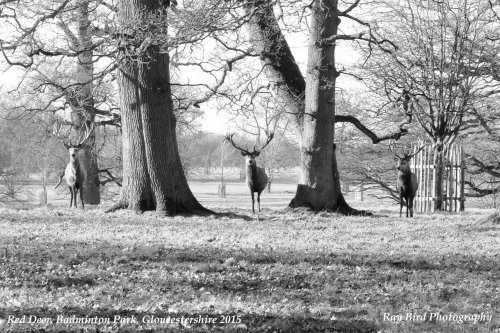 Red Deer, Badminton Park, Gloucestershire 2015