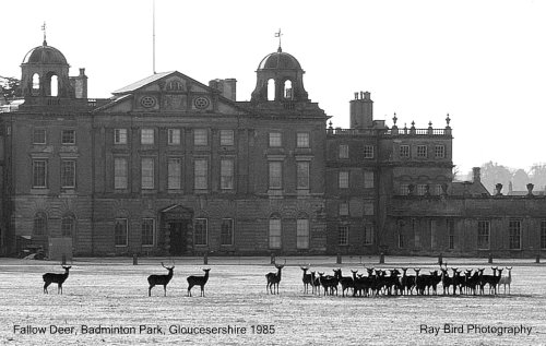 Fallow Deer, Badminton Park, Gloucestershire 1985