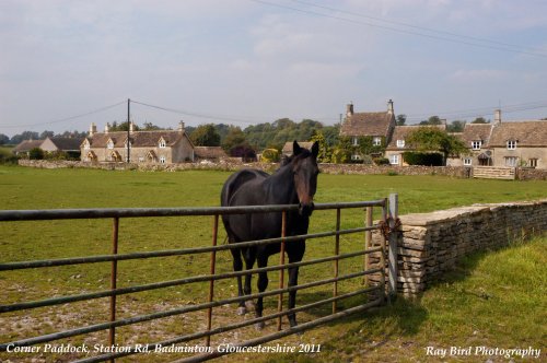 Corner Paddock, Station Rd, Badminton, Gloucestershire 2011