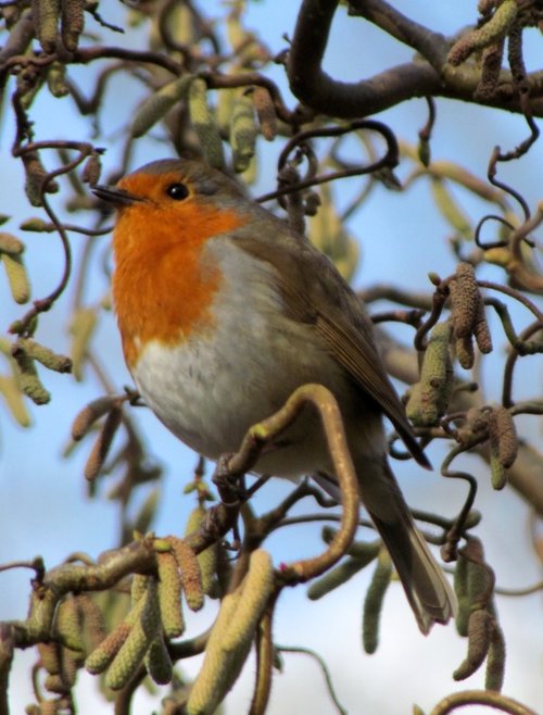 a robin, eastcote house gardens