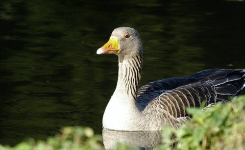 Goose