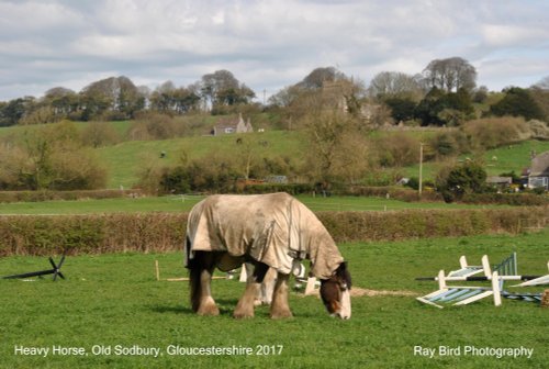 Heavy Horse, Old Sodbury, Gloucestershire 2017