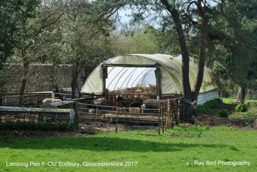 Lambing Pen !! Old Sodbury, Gloucestershire 2017