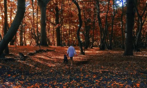 Autumn Walk in Cozenden Woods