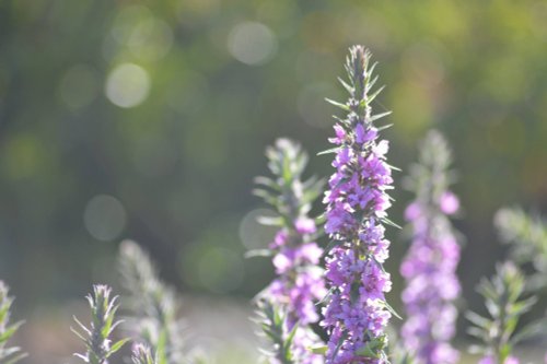 Flowers, Coombe Abbey