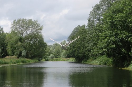 Flying Swan, River Stour, Sudbury