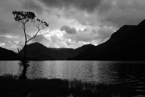 The Lone Tree, Buttermere, Cumbria